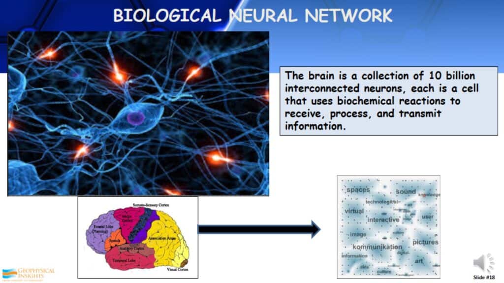 Biological Neural Network